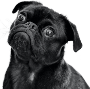 newsletter_dog_optimized ADVANCE CAT STERILIZED SENSITIVE SALMÃO