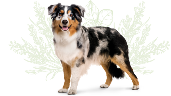 LIBRA CÃO LIGHT PERU