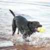 KONG RUGBY AIRDOG SQUEAKER