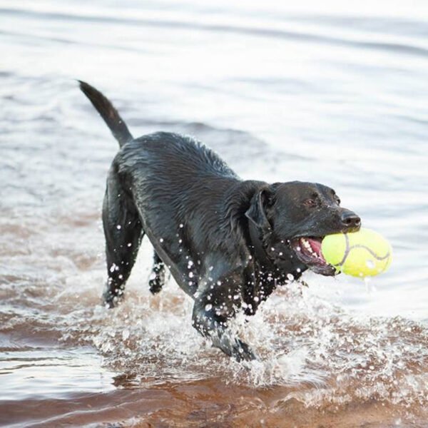KONG RUGBY AIRDOG SQUEAKER
