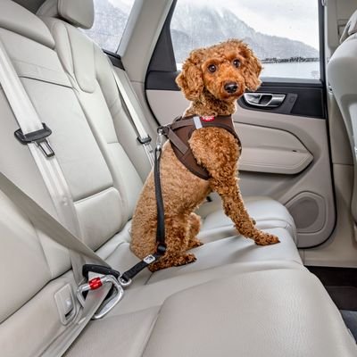 6610515_610516_curli_auto_sicherheitsgurt_hs_02_2 CURLI CINTO DE SEGURANÇA