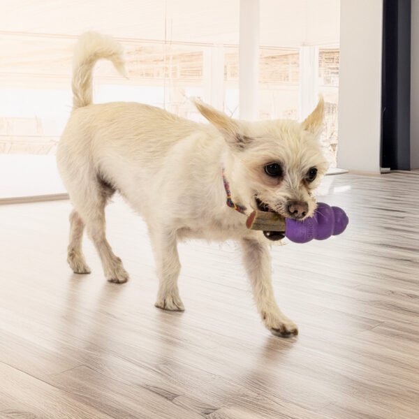 cea6e26c-4904-45b6-8224-01917b0aa5b5_medium__15006 KONG SENIOR